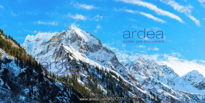 : Oytal in winter, behind Himmelhorn, 2113m, and Gro&, x7e5;r : Oytal in winter, behind Himmelhorn, 2113m, and Gro&, x7e5;r