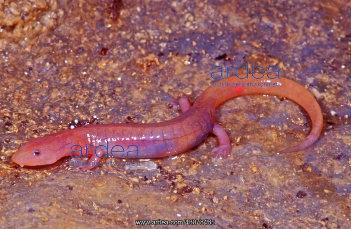 : Ozark Blind Cave Salamander : Ozark Blind Cave Salamander