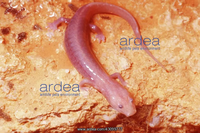 : Ozark blind cave salamander : Ozark blind cave salamander