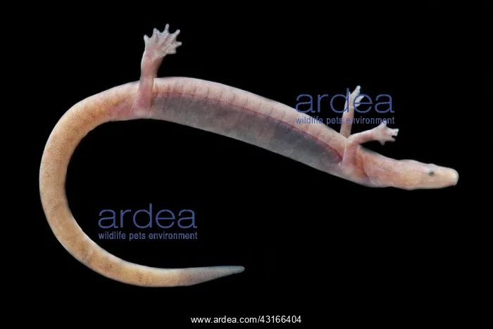 : Ozark Blind Cave Salamander : Ozark Blind Cave Salamander