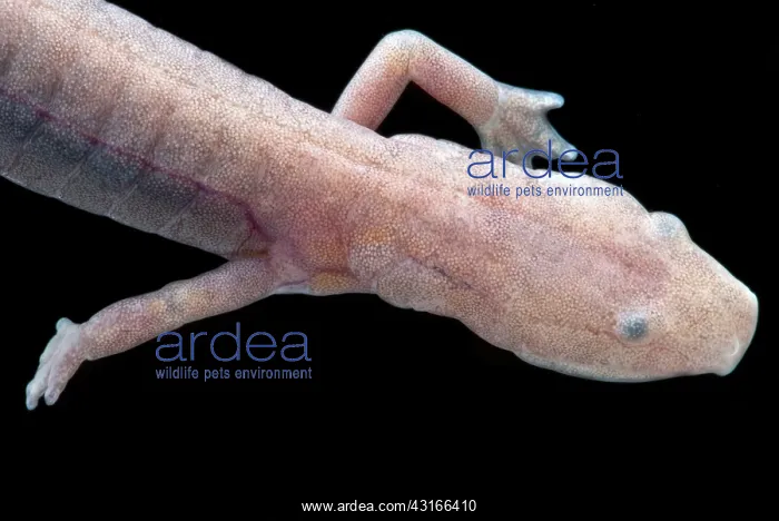 : Ozark Blind Cave Salamander : Ozark Blind Cave Salamander