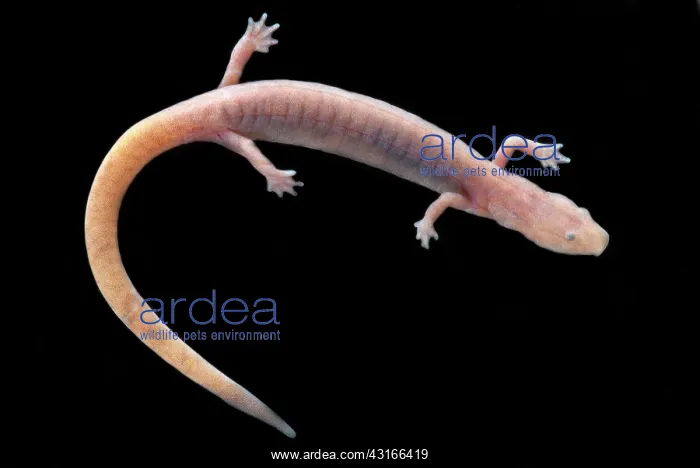 : Ozark Blind Cave Salamander : Ozark Blind Cave Salamander