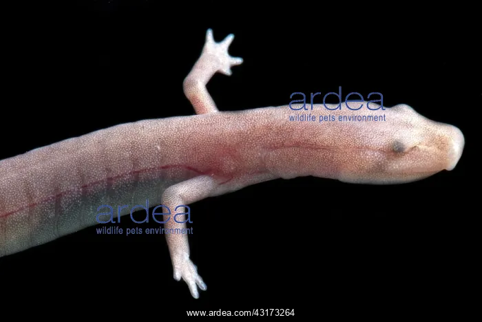 : Ozark Blind Cave Salamander : Ozark Blind Cave Salamander