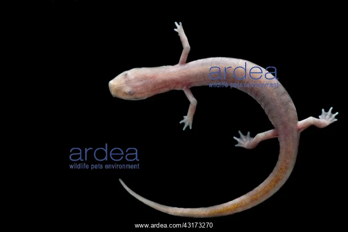 : Ozark Blind Cave Salamander : Ozark Blind Cave Salamander
