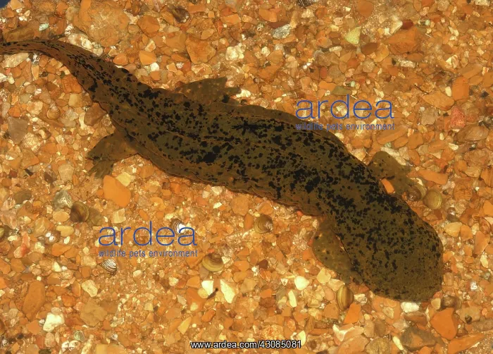 : Ozark Hellbender (Cryptobranchus bishopi) : Ozark Hellbender (Cryptobranchus bishopi)