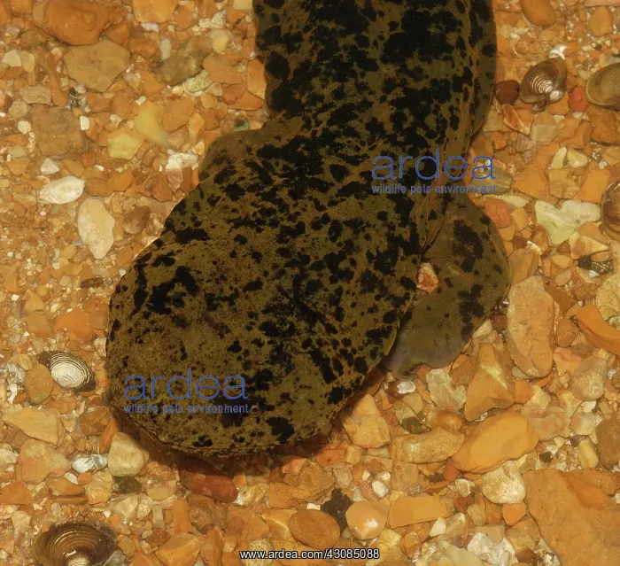 : Ozark Hellbender (Cryptobranchus bishopi) : Ozark Hellbender (Cryptobranchus bishopi)