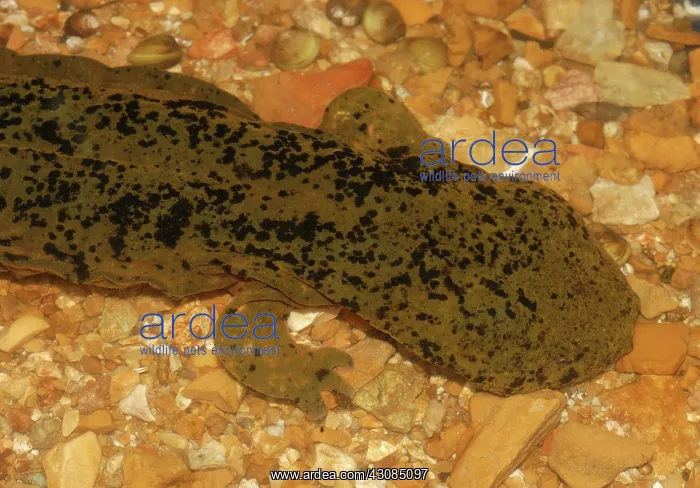 : Ozark Hellbender (Cryptobranchus bishopi) : Ozark Hellbender (Cryptobranchus bishopi)