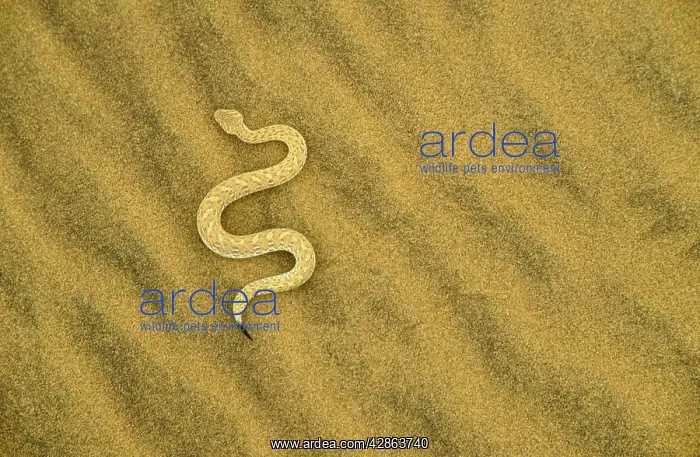 : PA ringuey's Adder / Sidewinding Adder - moves : PA ringuey's Adder / Sidewinding Adder - moves