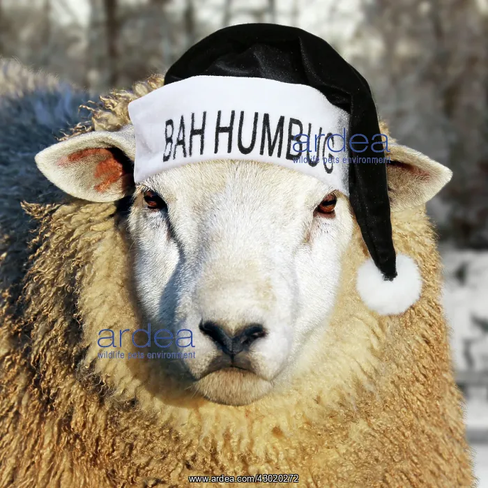 : PAB-35-m1 Awaiting info from the mac desk Sheep - wearing Christmas bah : PAB-35-m1 Awaiting info from the mac desk Sheep - wearing Christmas bah