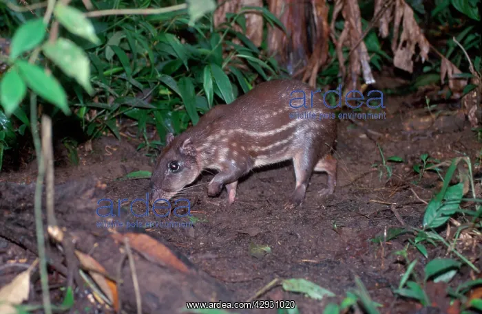 : PACA / Spotted Cavy : PACA / Spotted Cavy