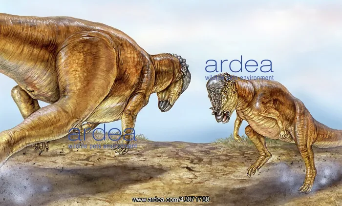 : Pachycephalosaurus competition : Pachycephalosaurus competition