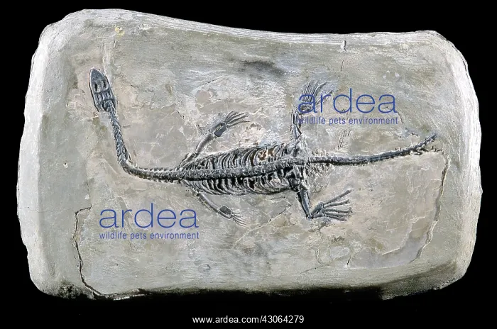 : Pachypleurosaur Fossil : Pachypleurosaur Fossil