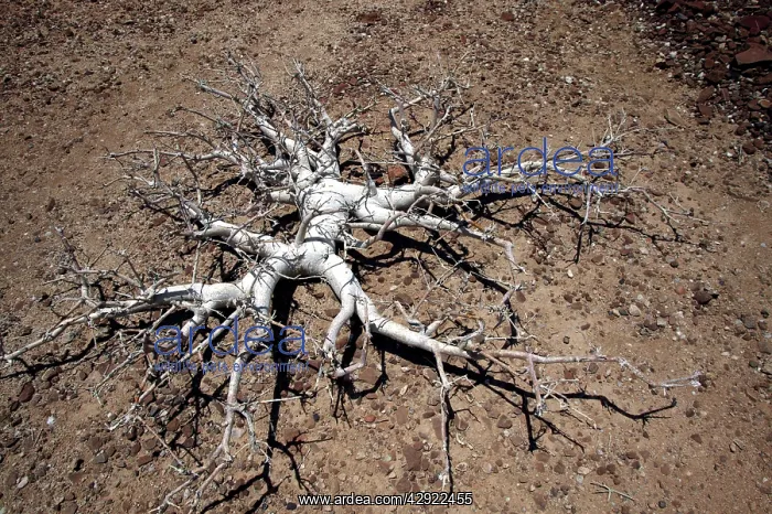  : Pachypodium
