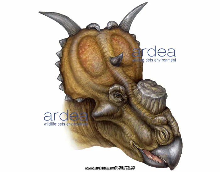 : Pachyrhinosaurus : Pachyrhinosaurus