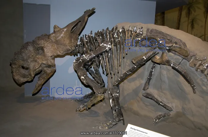 : Pachyrhinosaurus Dinosaur : Pachyrhinosaurus Dinosaur