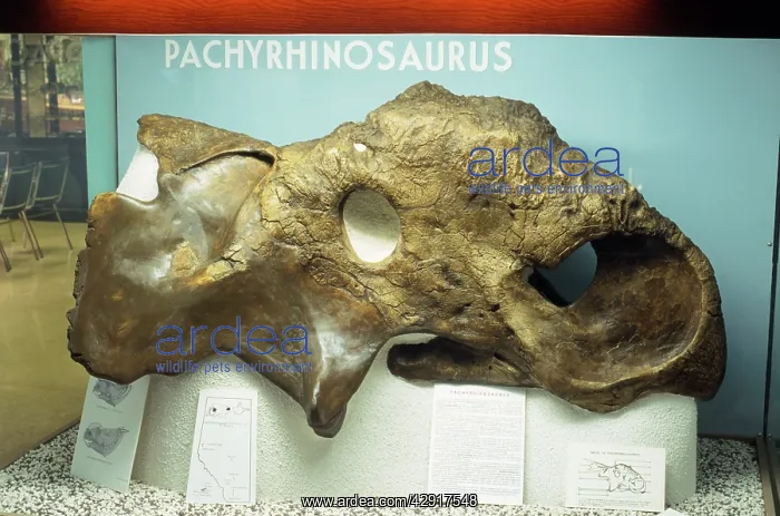 : Pachyrhinosaurus Dinosaur Fossil - cretaceous : Pachyrhinosaurus Dinosaur Fossil - cretaceous