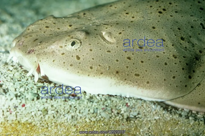: Pacific Angelshark : Pacific Angelshark