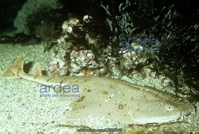 : PACIFIC Angelshark : PACIFIC Angelshark