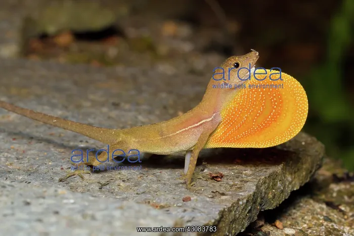 : Pacific Anole : Pacific Anole