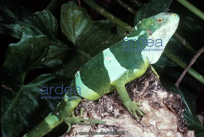 : Pacific Banded Iguana : Pacific Banded Iguana