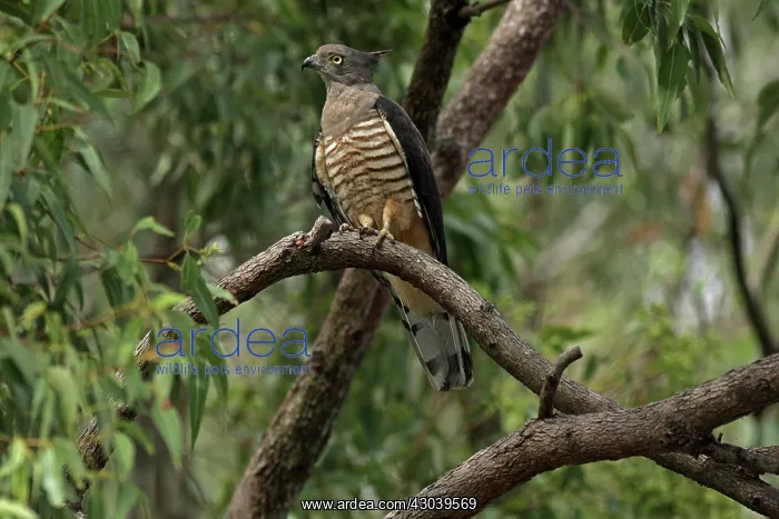 : Pacific Baza : Pacific Baza