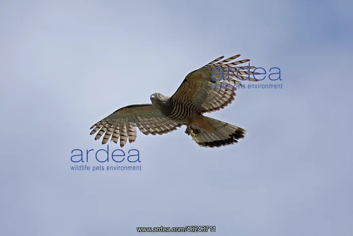  : Pacific Baza