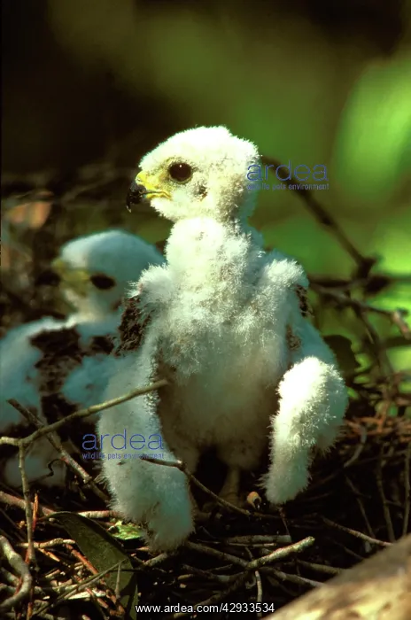 : Pacific baza chick at nest : Pacific baza chick at nest