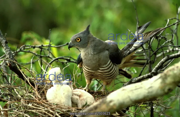 : Pacific baza at nest with chicks : Pacific baza at nest with chicks