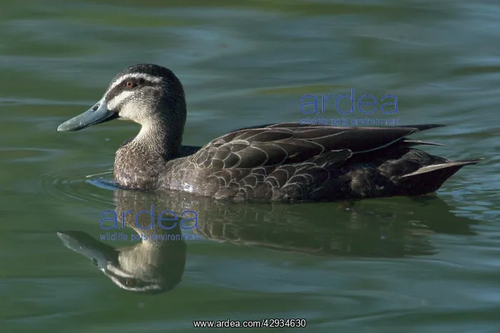 : Pacific Black Duck : Pacific Black Duck