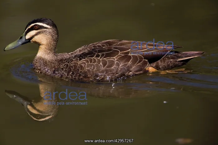  : Pacific Black Duck