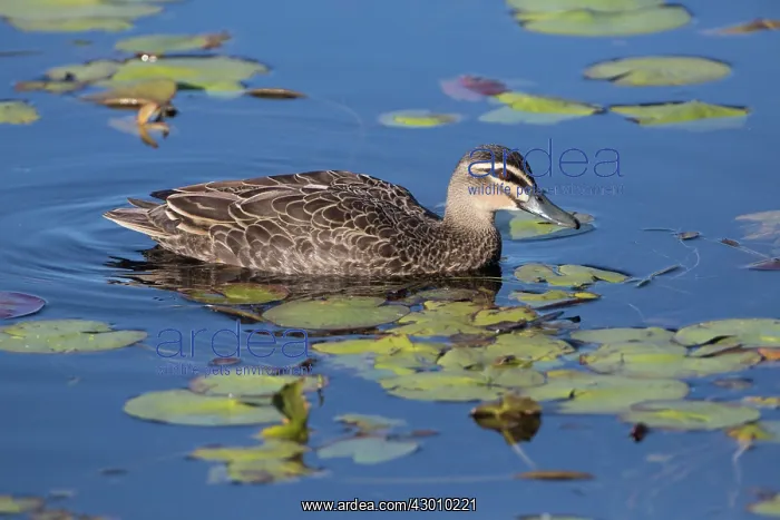 : Pacific Black Duck : Pacific Black Duck