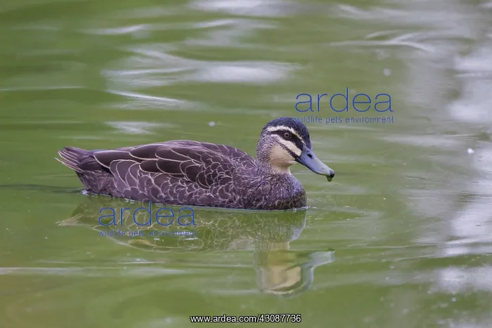 : Pacific Black Duck : Pacific Black Duck