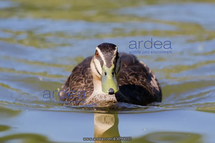 : Pacific Black Duck : Pacific Black Duck