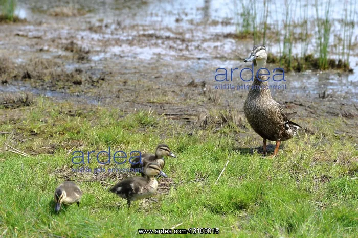: Pacific Black Duck (Anas superciliosa) duck and : Pacific Black Duck (Anas superciliosa) duck and