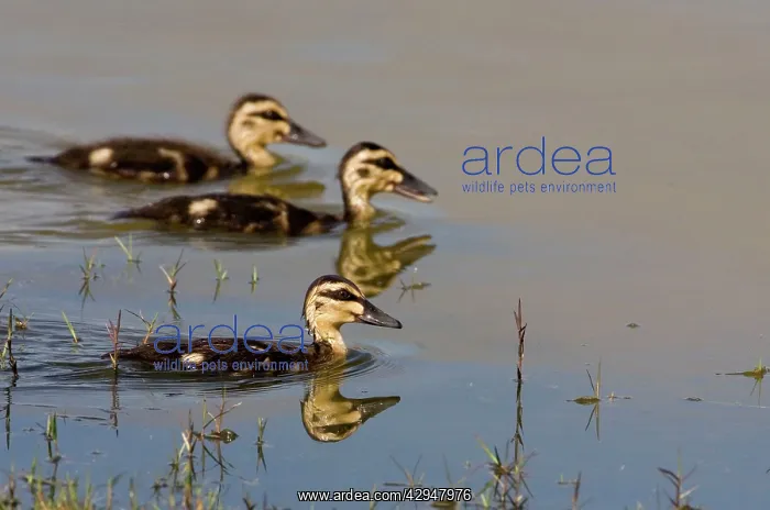  : Pacific Black Duck ducklings