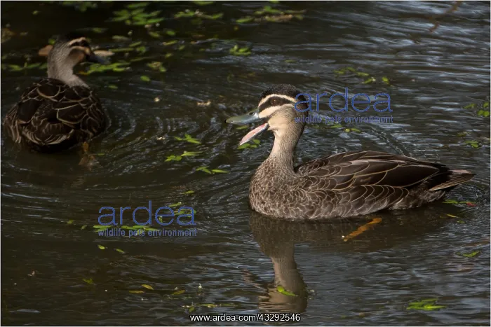 : Pacific Black Duck - Quacking - on Davies Creek : Pacific Black Duck - Quacking - on Davies Creek