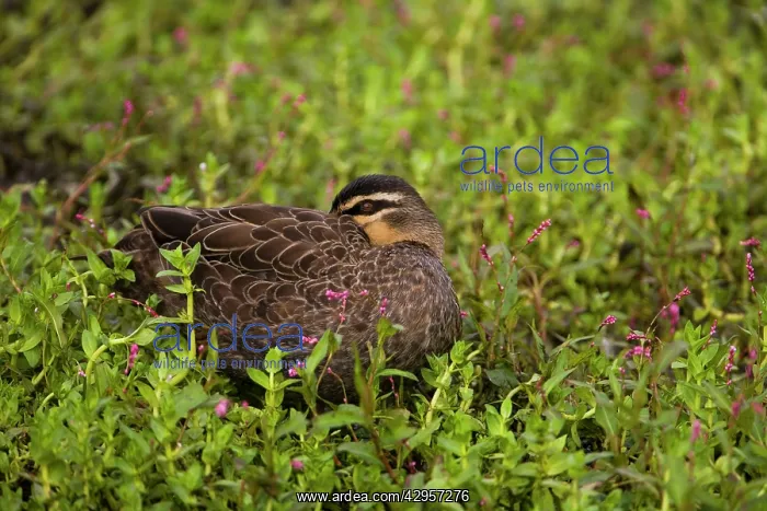 : Pacific Black Duck sleeping - At a pond along the : Pacific Black Duck sleeping - At a pond along the