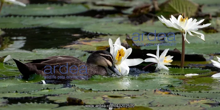 : Pacific Black Duck - Swimming among waterliles - : Pacific Black Duck - Swimming among waterliles -