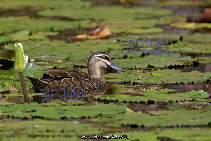 : Pacific Black Duck - amongst waterlilies : Pacific Black Duck - amongst waterlilies