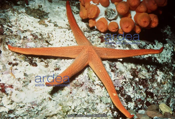 : PACIFIC BLOOD STAR - ON ROCKS : PACIFIC BLOOD STAR - ON ROCKS