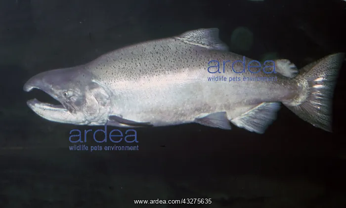 : Pacific (Chinook) Salmon, adult male. Anadromous : Pacific (Chinook) Salmon, adult male. Anadromous