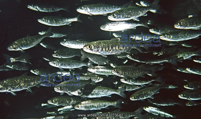 : Pacific (Chinook) Salmon, anadromous, migrates to : Pacific (Chinook) Salmon, anadromous, migrates to
