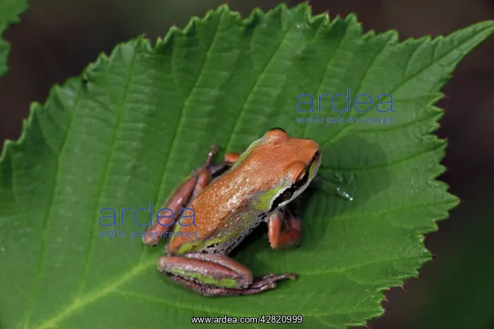 : Pacific Chorus Frog : Pacific Chorus Frog