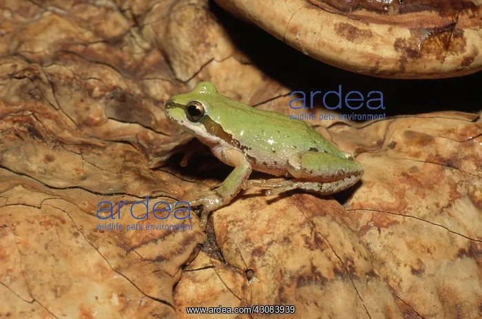 : Pacific Chorus Frog : Pacific Chorus Frog