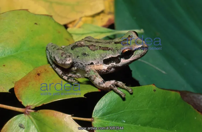 : Pacific Chorus Frog : Pacific Chorus Frog