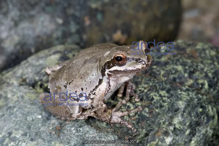 : Pacific Chorus Frog : Pacific Chorus Frog