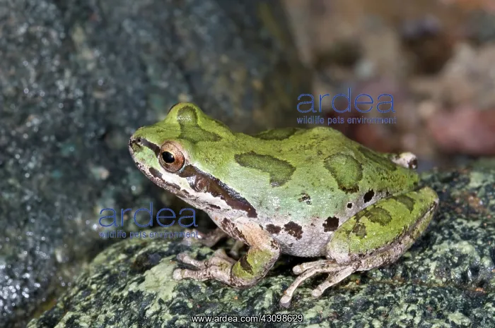 : Pacific Chorus Frog : Pacific Chorus Frog