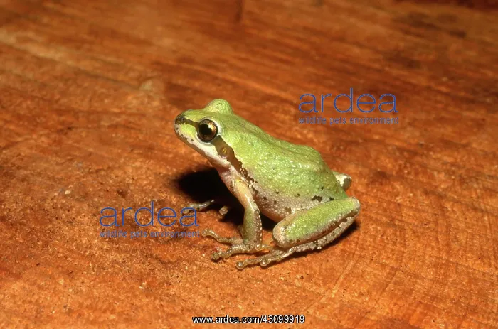 : Pacific Chorus Frog : Pacific Chorus Frog