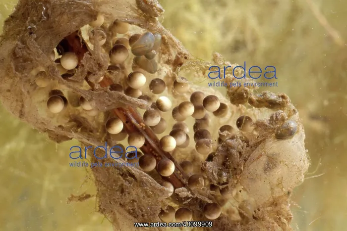 : Pacific Chorus Frog Eggs : Pacific Chorus Frog Eggs