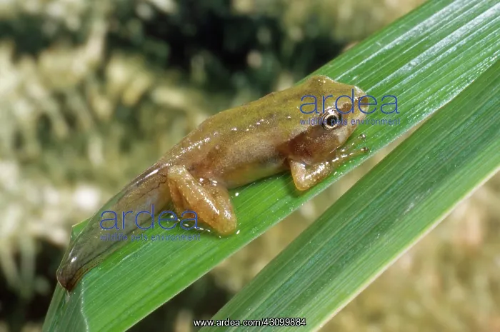 : Pacific Chorus Frog Froglet : Pacific Chorus Frog Froglet